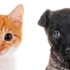 ▷ Test ¿Qué mejor, perro o gato? ¿Cuál es la mejor mascota?