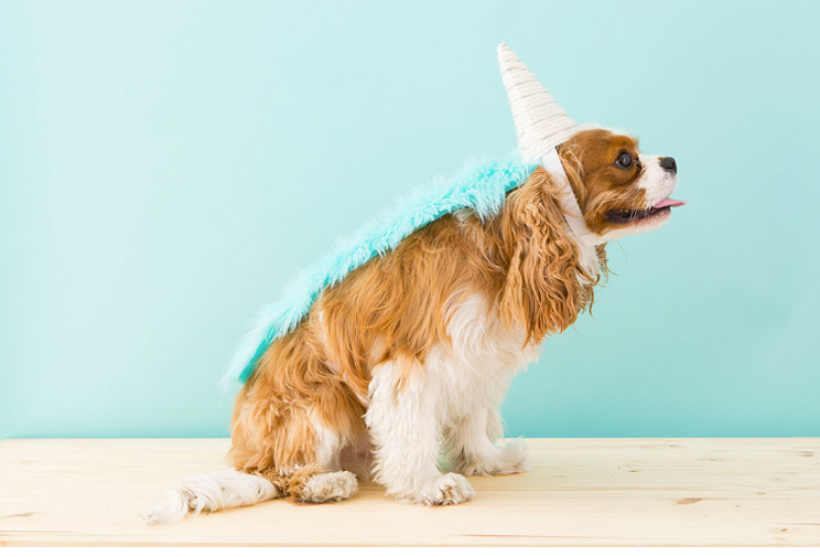 Disfraz de unicornio para mascotas