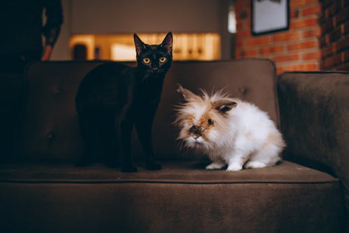Gato negro en sofá